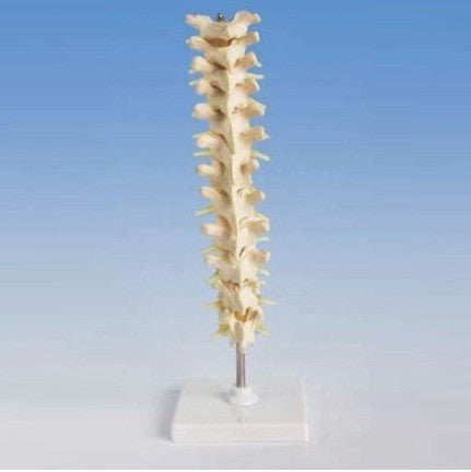 Human Thoracic Spinal Column Model Human Thoracic Spinal Column Model
